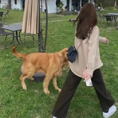 军犬麦克斯2:白宫英雄
